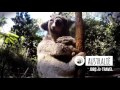 WEP Jobs Travel In Australië