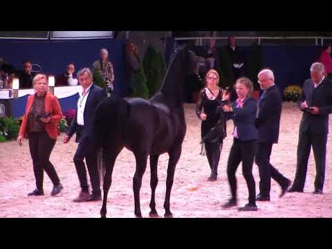 Memories of Aachen 2019 - All Nations Cup - Part 9 - Class 11 - Stallions, 7-10 Years old
