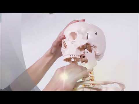 300 Bones Human Skeleton