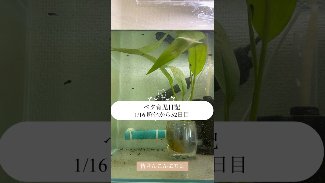 【ベタ育児日記 1/16 孵化から52日目】 #ベタ繁殖 #ベタ飼育 #アクアリウム
