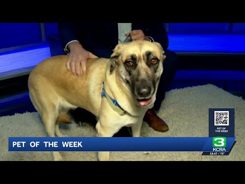 Pet of the Week for Oct. 8: Meet Luna - YouTube
