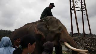 preview picture of video 'Lestarikan Gajah Sumatra di TWA Sebelat Bengkulu'
