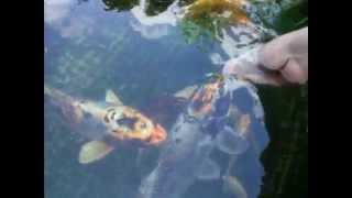 preview picture of video 'mes poissons de bassin ,koi,shubunkin'