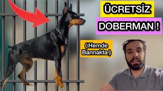 Ücretsiz DOBERMAN ALMAK ? Değerli Köpekler!