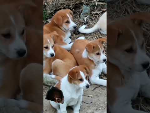 kukoo #kukoo kukoo# kukoo# kukoo#