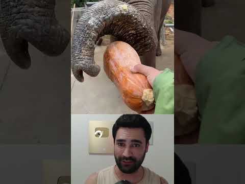 nunca deixe um ELEFANTE pisar no seu PÉ