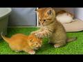 The Fight Between The Foster Kitten And Lulu Watched By The Cat S Mother Was So Cute