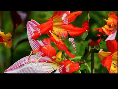 Opwekking 364 Prijs onze Heer