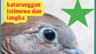 Download lagu Wisnu murti katuranggan istimewa dan unik mp3 Download lagu Wisnu murti katuranggan istimewa dan unik mp3