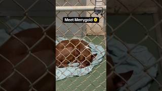 Video preview image #1 American Bulldog-American Staffordshire Terrier Mix Puppy For Sale in Huntley, IL, USA