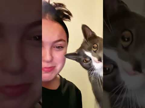 Collection of pet videos#funny #funnyanimal #foryou #cat #pets #dog