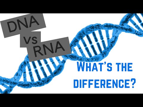 DNA vs RNA - 5 Differences Between DNA and RNA