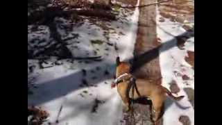 preview picture of video 'Walking Jake by Union Lake, Millville, NJ 3-8-2014'