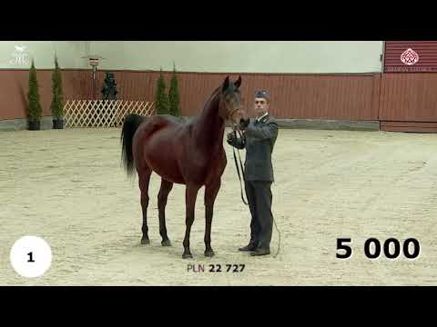 Winter Auction 2020 - Michalow Stud - pt.1