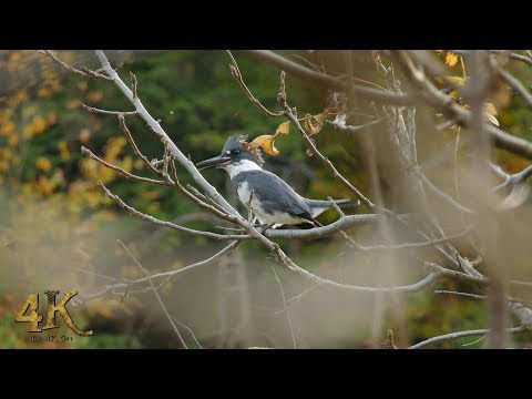 The 4K Guy Presents: The beautiful fall colours and wildlife of Canada