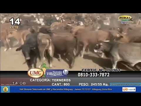 15-12-22 - 166º Remate Televisado de UMC y Haciendas Villaguay - Entre Ríos