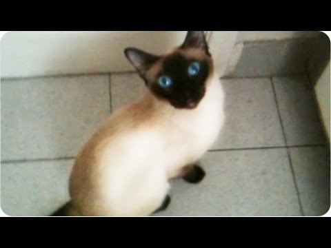 Amazing Cat | Siamese Opens Door [EXCLUSIVE]