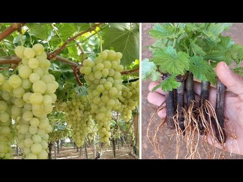 , title : 'طريقة عبقرية لزراعة العنب 🍇 Grape cultivation'