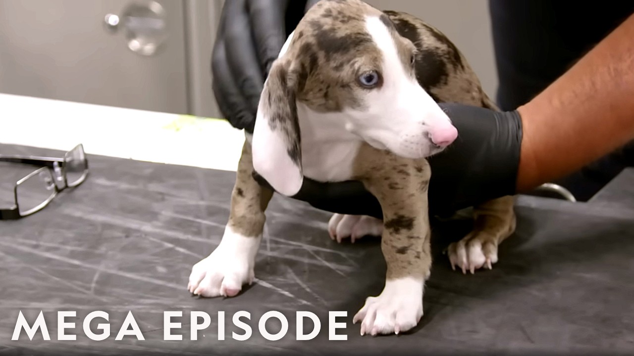 Uncovering Wildlife Trafficking & Other Criminal Organizations | To Catch a Smuggler MEGA Episode
