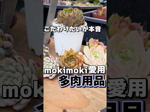 開花した多肉植物 緑の葉を積んだ長い茎