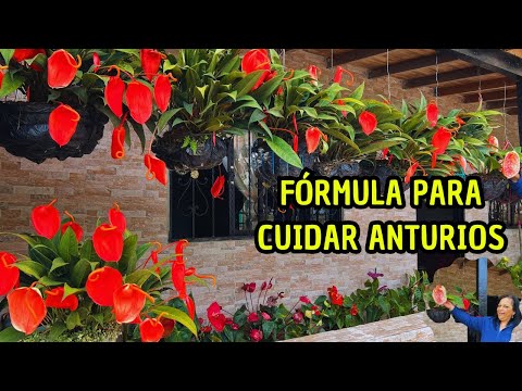 Hermoso JARDÍN de ANTURIOS, Rubiela lleva más de 20 años CULTIVANDO esta PLANTA, TIPS y CUIDADOS |AP