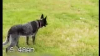 Smart Dog Video