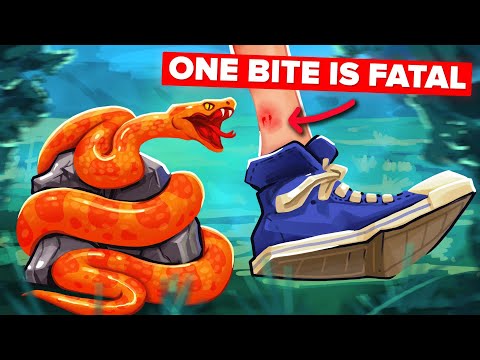Could You Survive the Bite of the World's Most Venomous Snake?