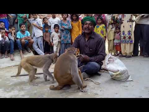 1-बंगाली जादूगर || बन्दर बंदरिया का जबरदस्त खेल || एक बार देखते ही झूम उठेंगे || रोशन ओडियो विडियो