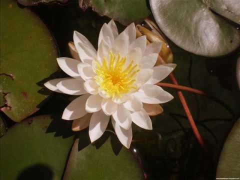 Nuk Heuy Nuk Teat (Miss and Miss More)