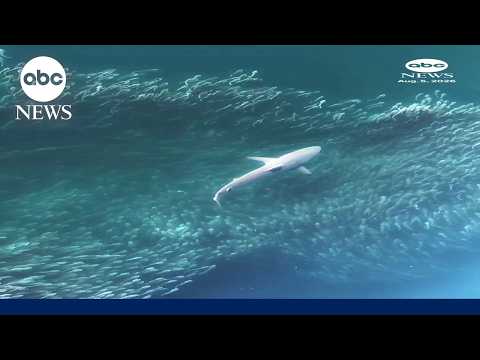 Drone footage shows shark hunting school of fish