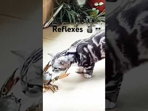 Cats Reflexes ☠️🗿/Funk Secreto (Mega slowed)