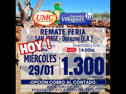 1.300 vacunos - Remate Feria - San Jorge - Durazno (E.R.)