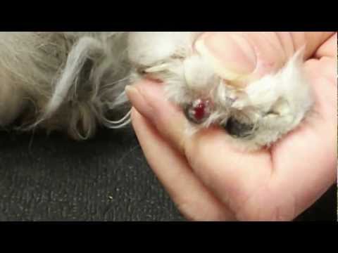 Clipping an ingrown nail on a cat