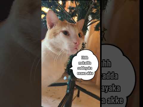 Grinch duties already 💚🎀 #cat #cute #funny #christmas