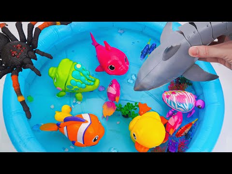 toy asmr | RC Shark & Zuru Spider & Aquarium & Nino Fish Playset ASMR Satisfying with Unboxing