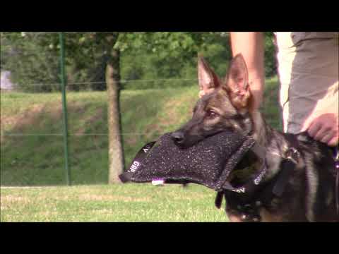 Voldemort z Jukasu - protection - 4 months old