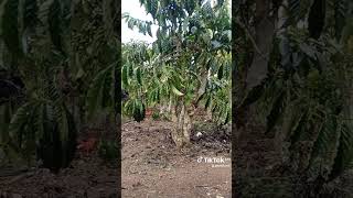 Download lagu Klon cenggiring  mase mp3