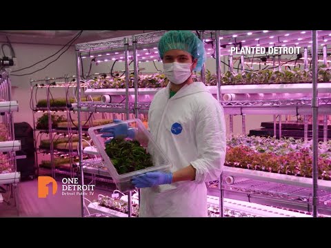 Salad Days For An Indoor Farm | COVID-19 | One Detroit