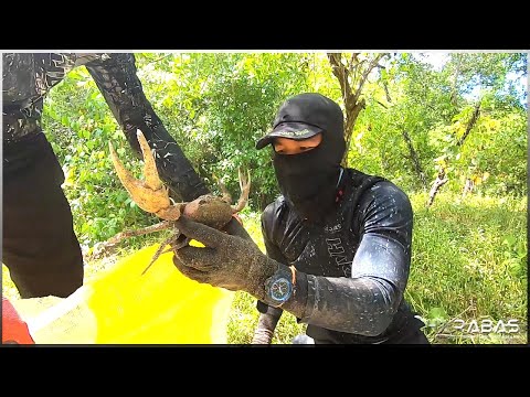 EP466-Part 1 - Kuray Crab Racing | Ginataang Kuray at Tahong | Occ. Mindoro