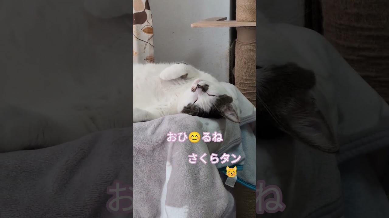 #おひるね #さくらタン #気持ち良さそう #🩷🩷🩷🩷 #かわいい