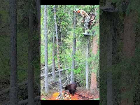 Sapper hunting tree miss shot amazing #challenge #wildlife #bear #hunting