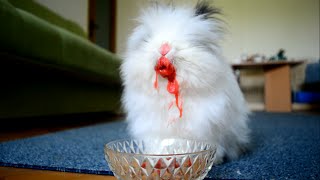 Rabbit eating strawberries