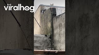 Kitten Climbs A Wall || ViralHog