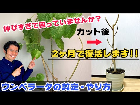 伸びすぎた植物を防ぐためのヒント 庭の練習