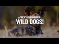 African Wild Dogs The World S Most Endangered Wild Dog