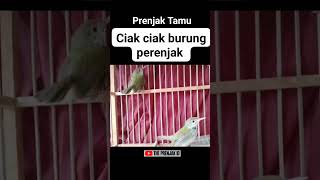 Download lagu CIAK CIAK BURUNG PRENJAK TAMU‼️ #prenjaktamu mp3 Download lagu CIAK CIAK BURUNG PRENJAK TAMU‼️ #prenjaktamu mp3