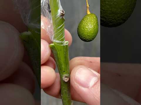 Easy Grafting in Avocados - Speeds Up Production