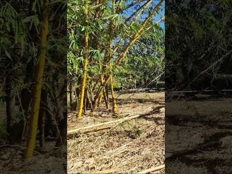 Atenas, Alajuela: Solo nos queda un lote 600m2