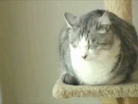 The Dream of Neko Nintendo DS