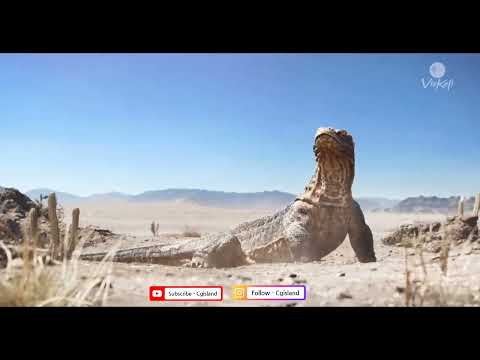 Komodo Dragon | Creature Animation | Viskefi | @cgislandFx | #animation #cgi #creature